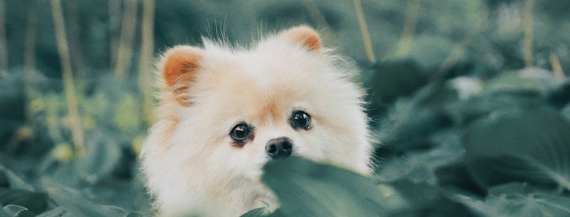 Small white dog looking at the camera from behind some leaves